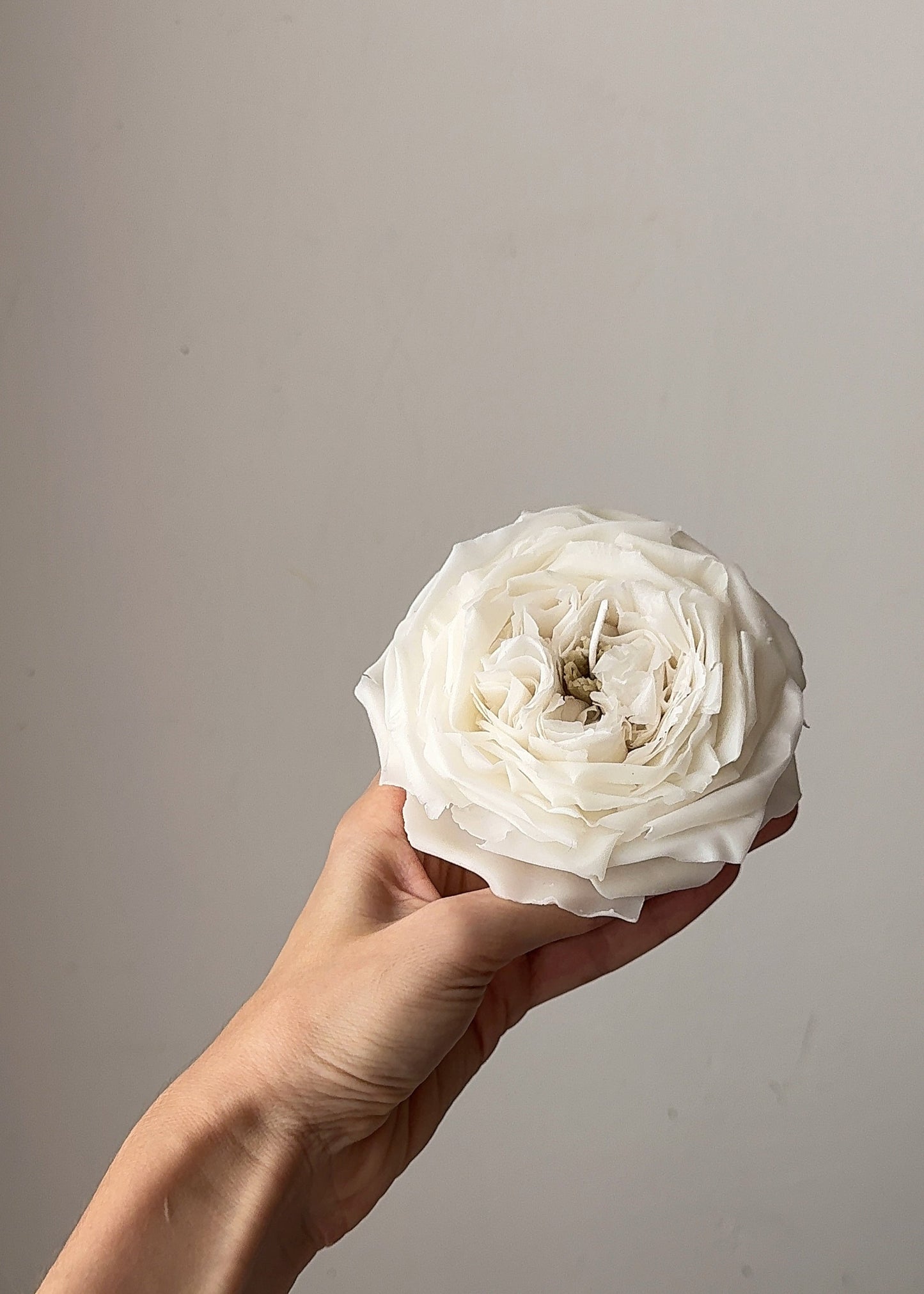 Candle Rose “Leonora”