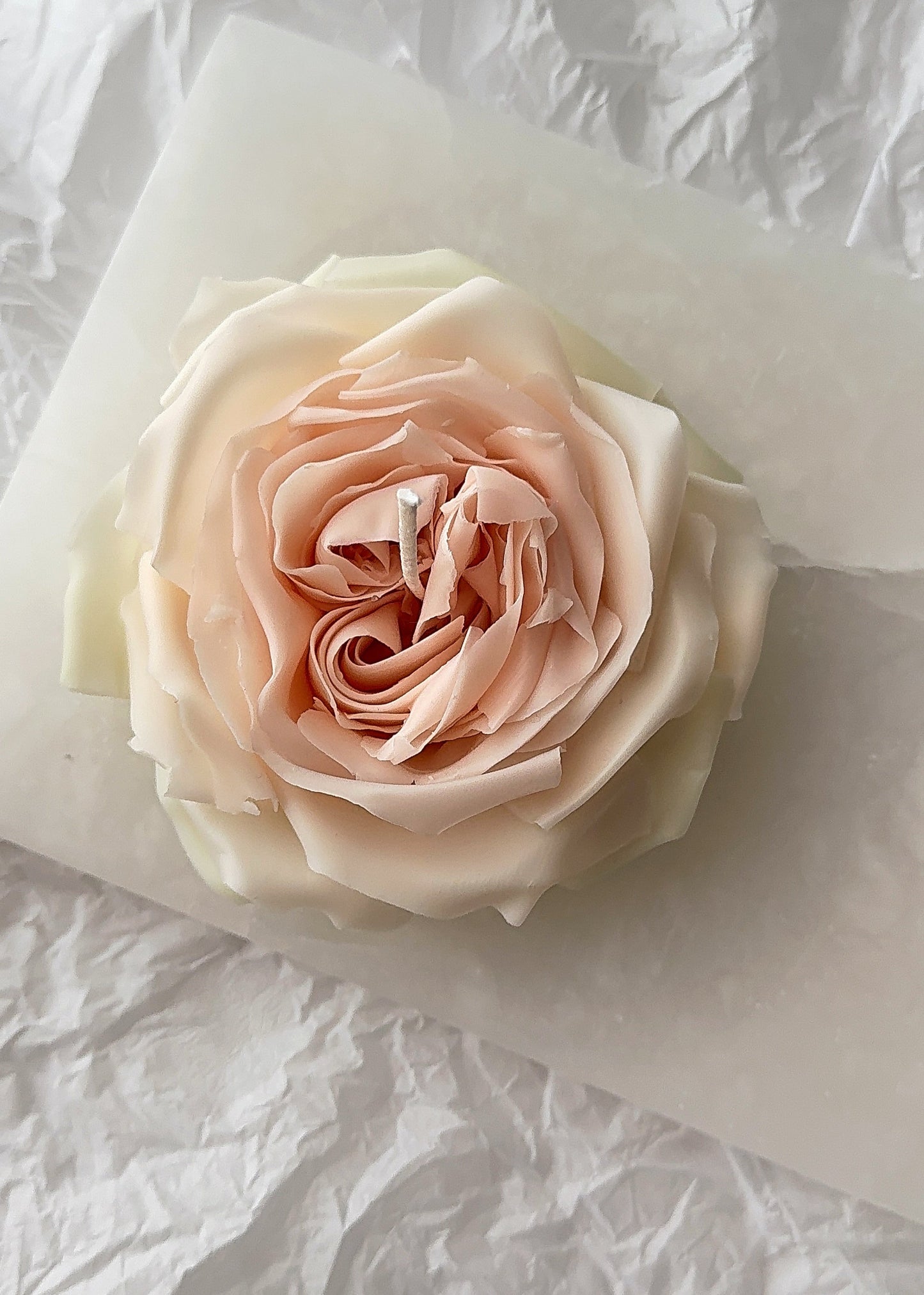 Candle Rose “White O’Hara”