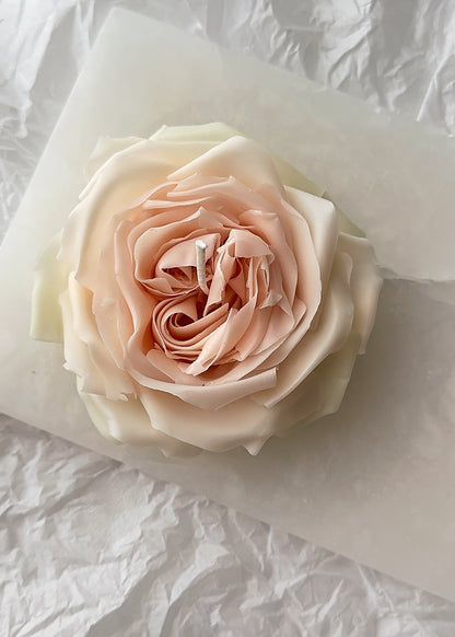 Candle Rose “White O’Hara”