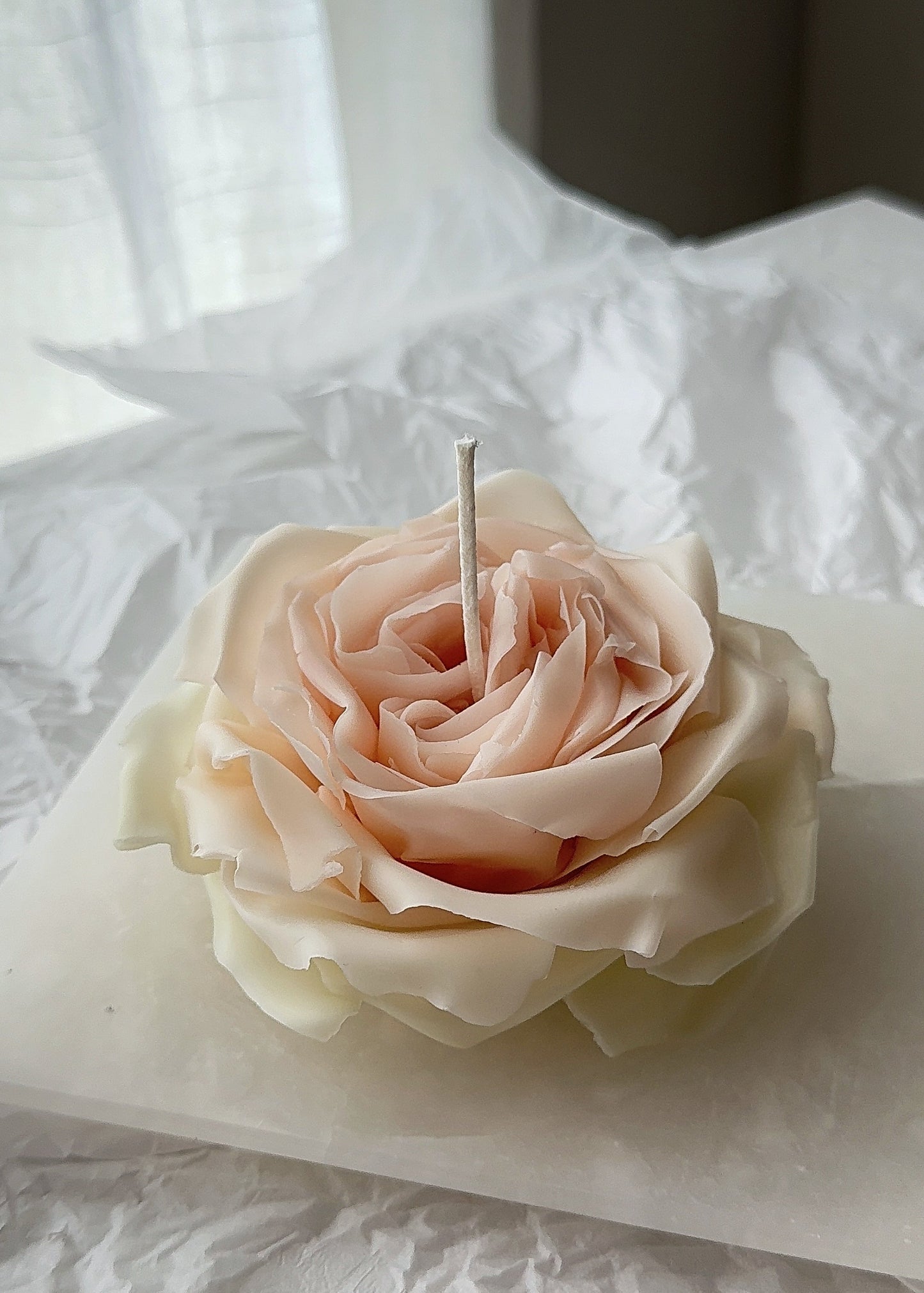 Candle Rose “White O’Hara”
