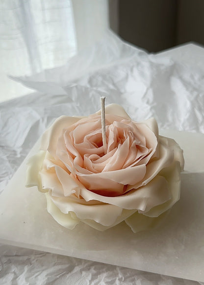 Candle Rose “White O’Hara”