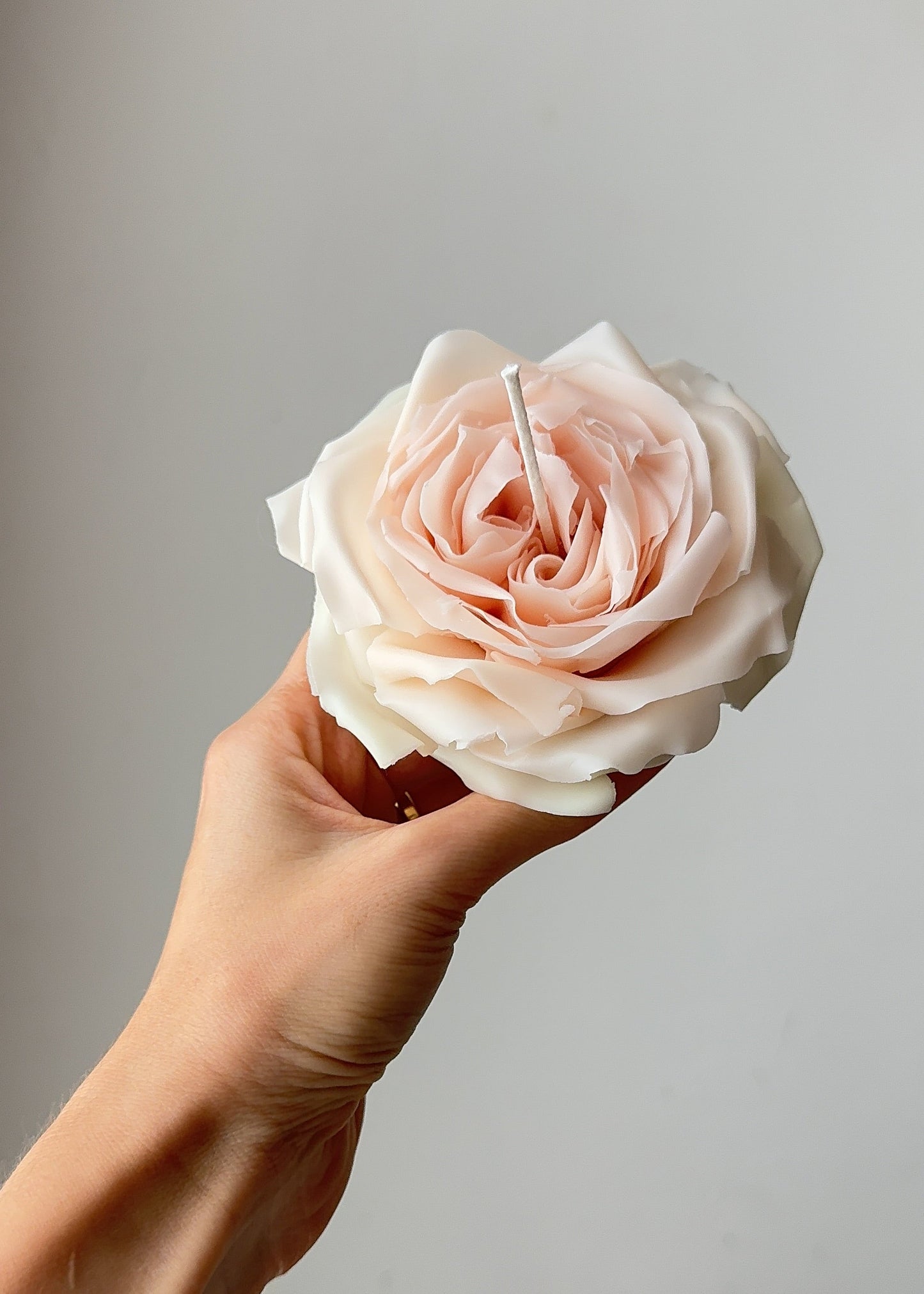 Candle Rose “White O’Hara”